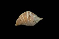 藏品(豐滿鳳凰螺)的圖片